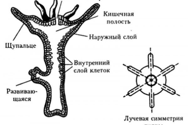 Кракен даркнет krawebes