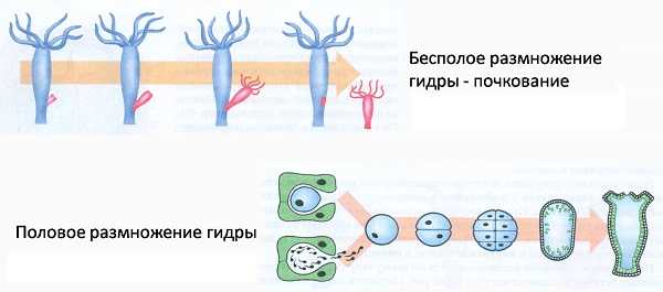 Забыл пароль кракен